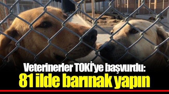 Veterinerler TOKİ'ye başvurdu: 81 ilde barınak yapın