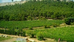 Atatürk Orman Çiftliği arazisi için yürütmeyi durdurma kararı verildi