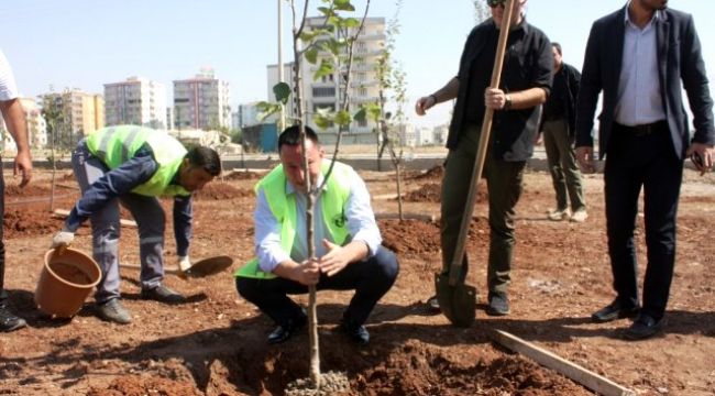 Türkiye'de bir ilk: Sitelere meyve ağacı ekme zorunluluğu getiriliyor