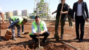 Türkiye'de bir ilk: Sitelere meyve ağacı ekme zorunluluğu getiriliyor