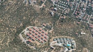 Kaz Dağları'nda Villa Yapımı için 2.5 Milyon Zeytin Ağacı Kesildi