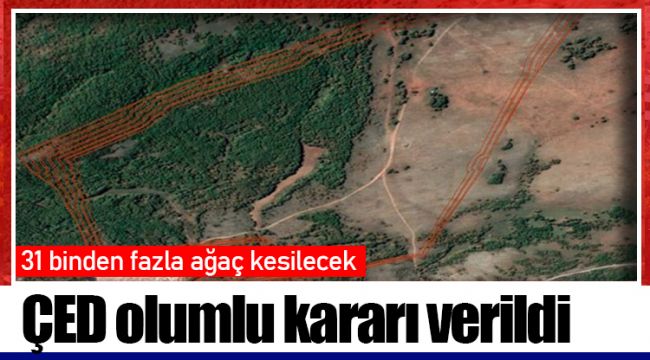 31 binden fazla ağaç kesilecek